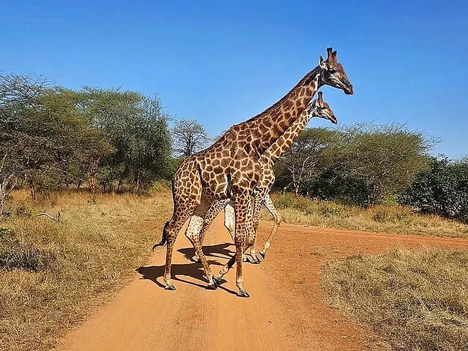 Girafes sur une piste de la Réserve de Bandia