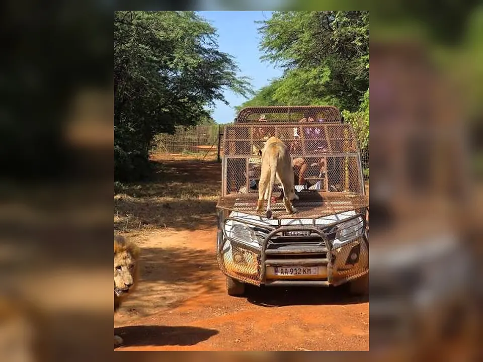 Lion près d’un véhicule de safari encadré