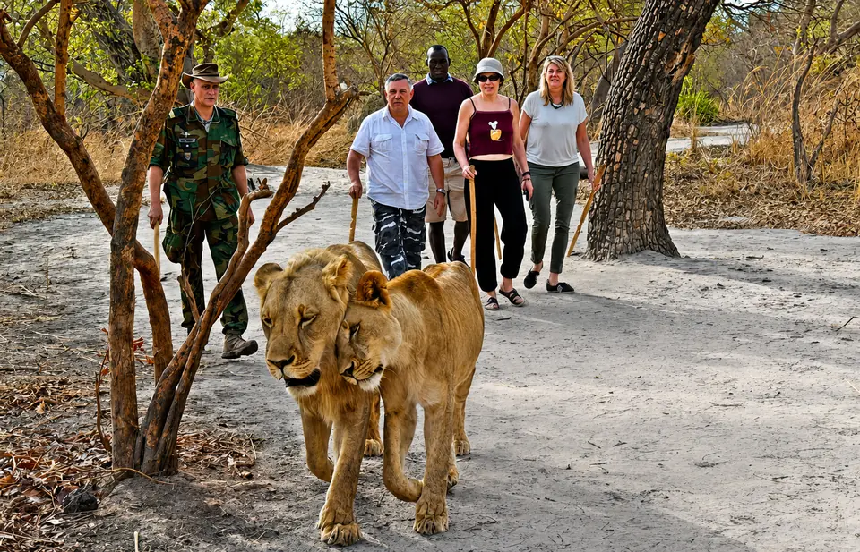 Marche encadrée avec des lions dans une réserve naturelle
